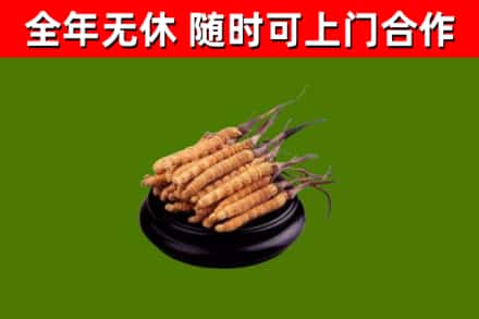 宜良回收冬虫夏草