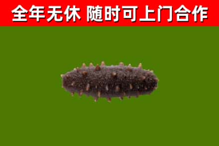 宜良回收海参干